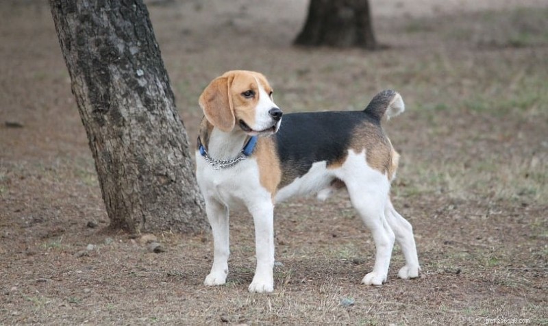 Effective Beagle Puppy Training: Easy, Proven Techniques