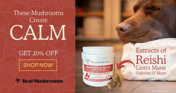 How Functional Mushrooms Can Ease Stress and Anxiety in Dogs and Cats