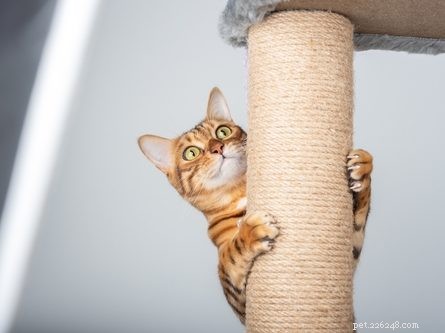 Why Cats Scratch: Understanding the Natural Instinct and Protecting Your Furniture