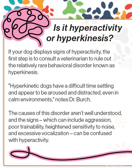 Canine Hyperactivity: Understanding Dog ADHD and Effective Management