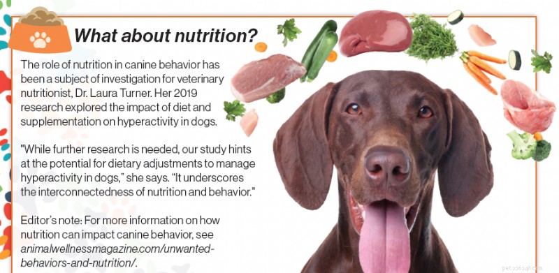 Canine Hyperactivity: Understanding Dog ADHD and Effective Management