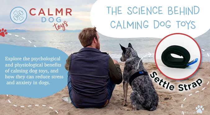 The Science Behind Calming Dog Toys: How They Quiet Energy and Promote Peace