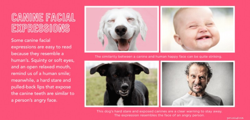 Decode Your Dog’s Body Language: A Guide to Understanding and Responding to Their Signals