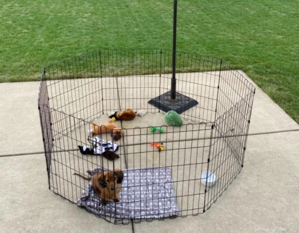 Top Portable Dog Fences 2024: Reviews & Buying Guide