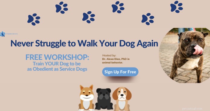 Premium Online Dog Training Courses from Certified Experts