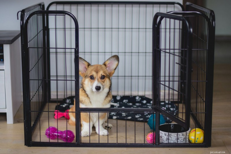 Why Veterinary Experts Warn Against Bitter Anti‑Chew Sprays for Puppies