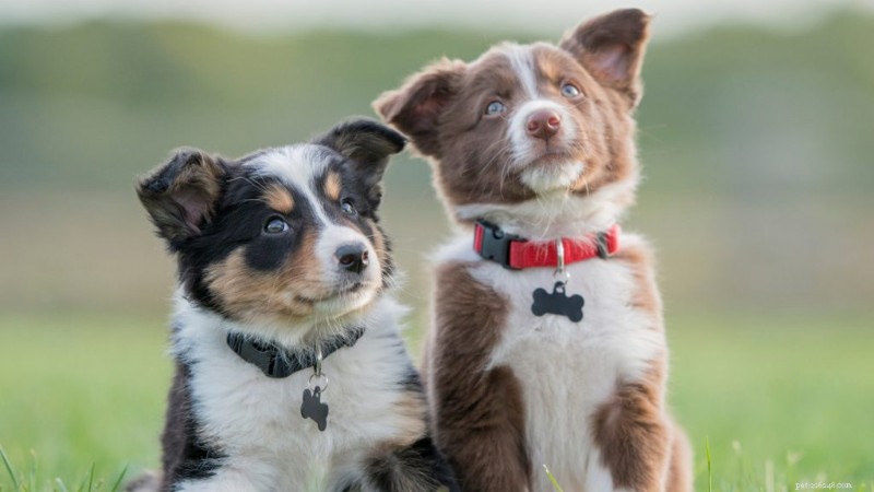 Is It Wise to Adopt Two Puppies at Once? Pros, Cons, and Tips