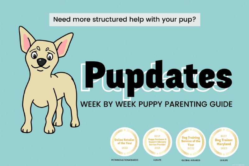 Is It Wise to Adopt Two Puppies at Once? Pros, Cons, and Tips