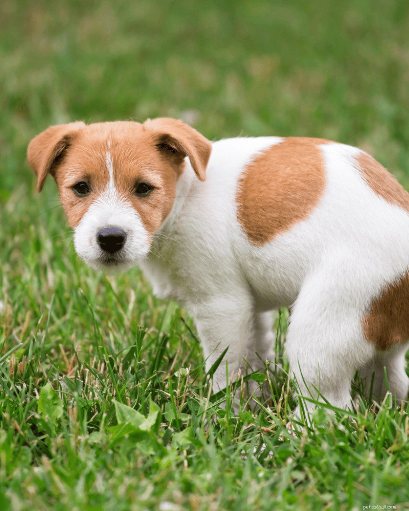 When to Start Potty Training Your Puppy: Expert Tips for Success