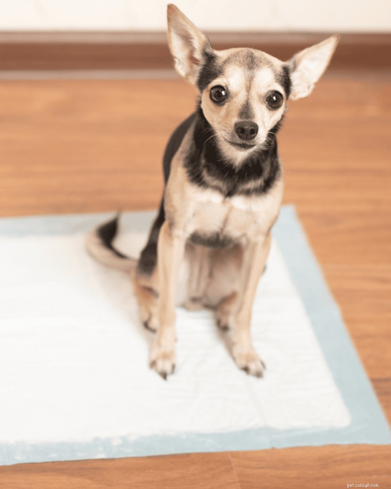 When to Start Potty Training Your Puppy: Expert Tips for Success