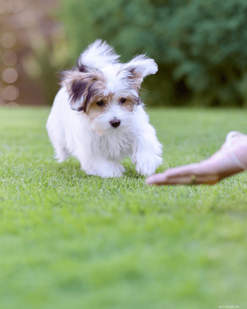 When to Start Potty Training Your Puppy: Expert Tips for Success