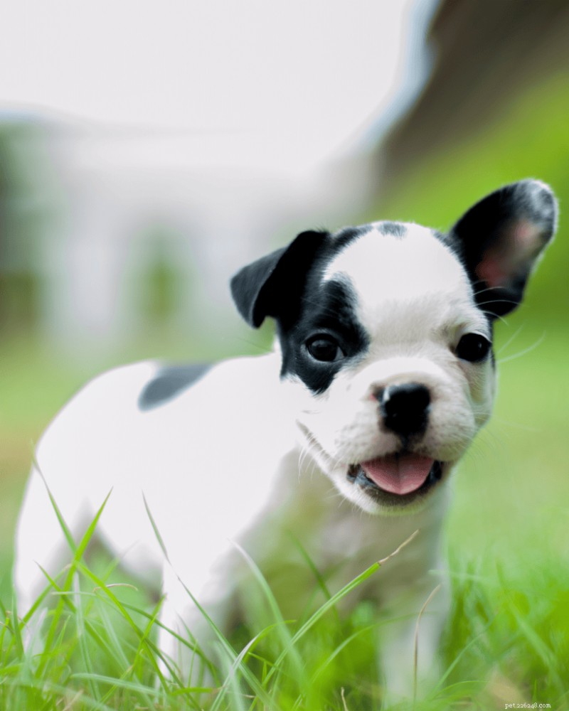 Create a Safe Puppy Play Pen: Pro Trainer s Step-by-Step Guide