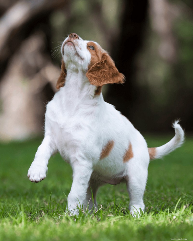 Create a Safe Puppy Play Pen: Pro Trainer s Step-by-Step Guide