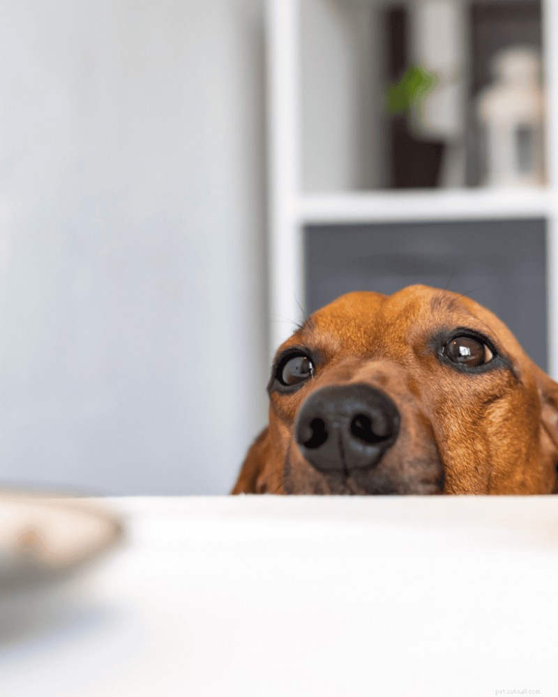Train Your Dog to Eat at the Table: Proper Table Manners & No Begging