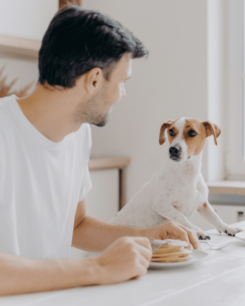 Train Your Dog to Eat at the Table: Proper Table Manners & No Begging