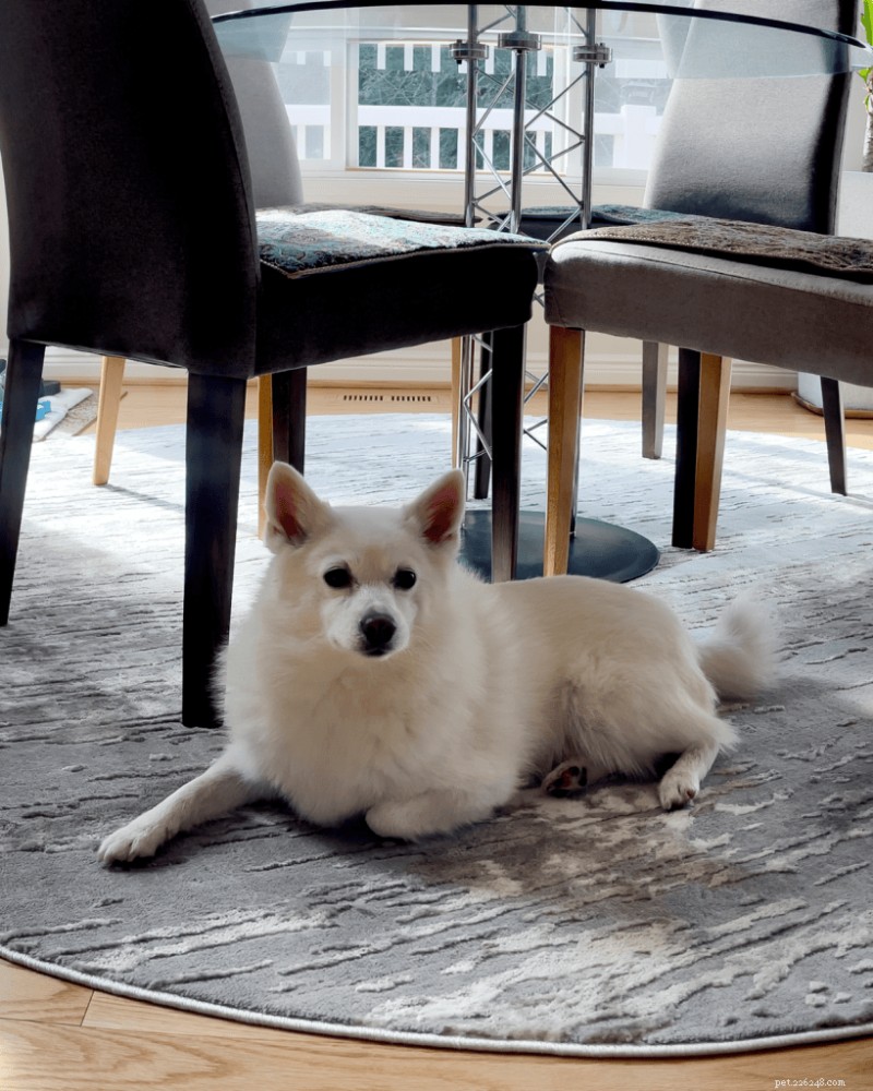 Train Your Dog to Eat at the Table: Proper Table Manners & No Begging