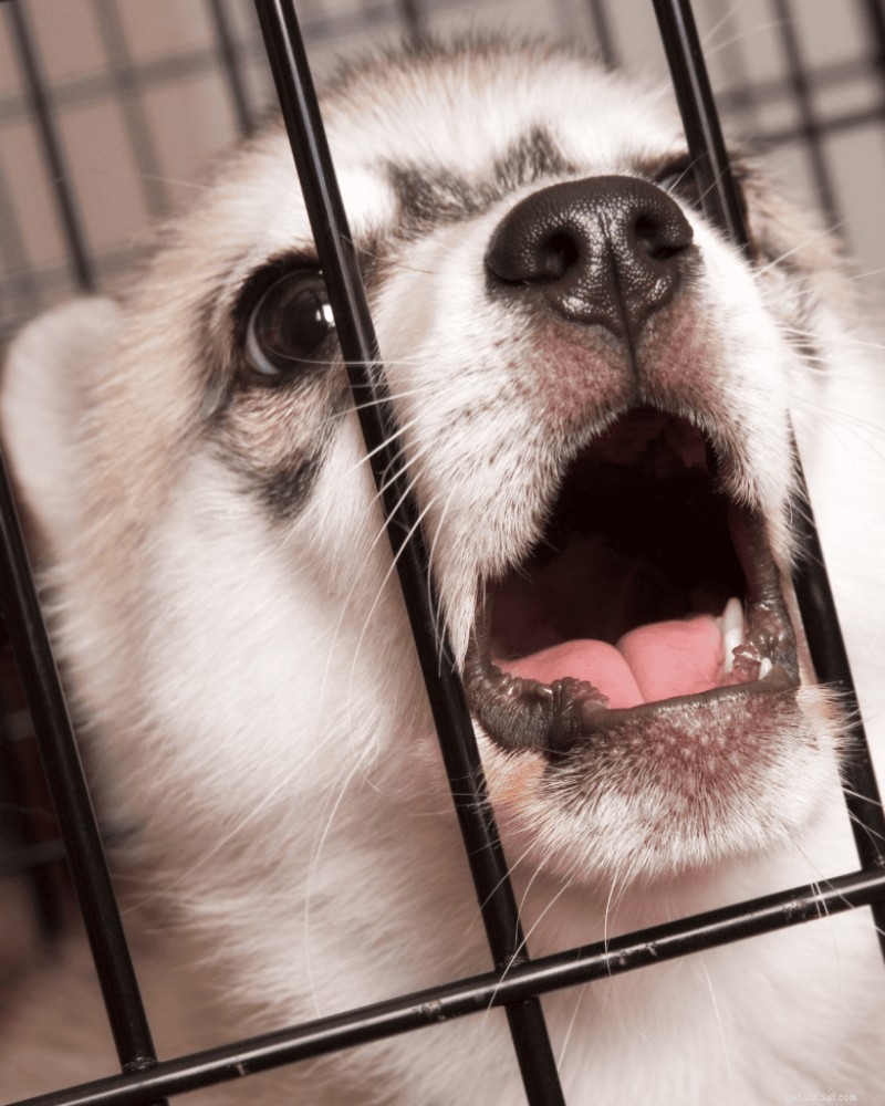 Puppies & Separation Anxiety: What to Know, According to a Pro Trainer