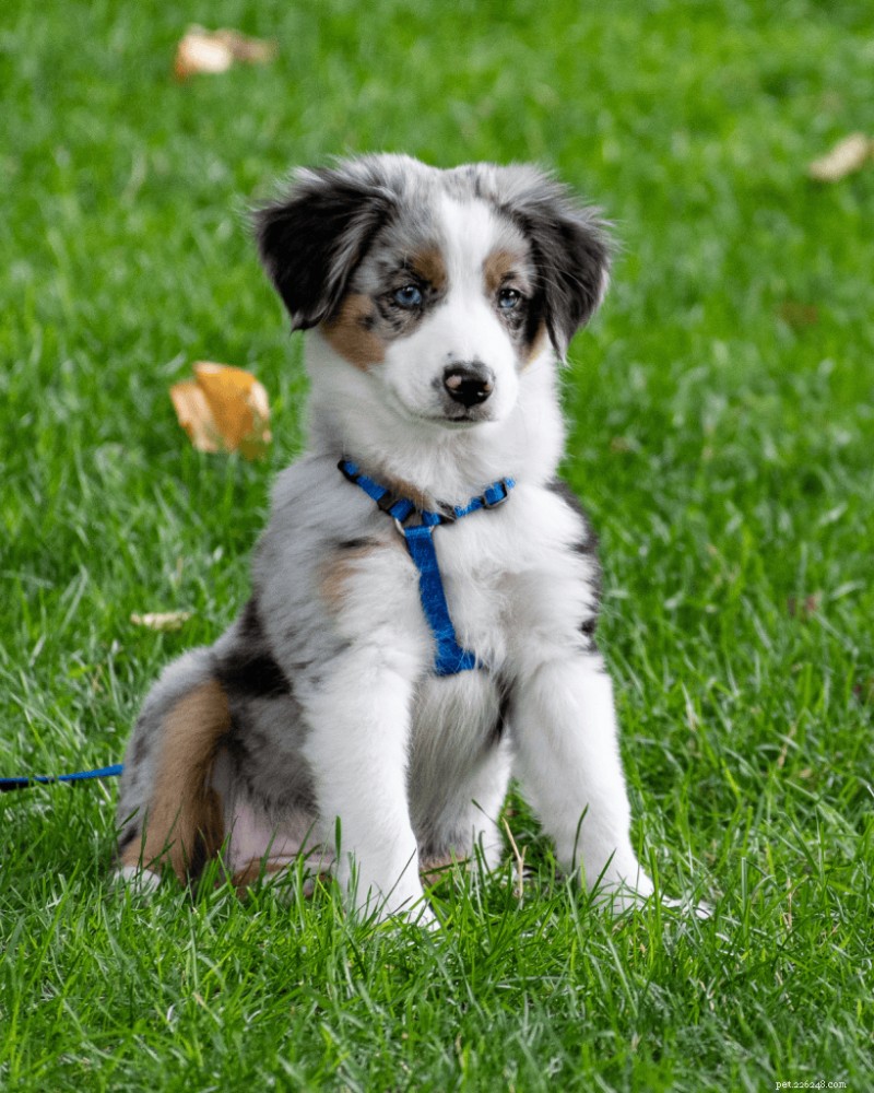 Puppies & Separation Anxiety: What to Know, According to a Pro Trainer