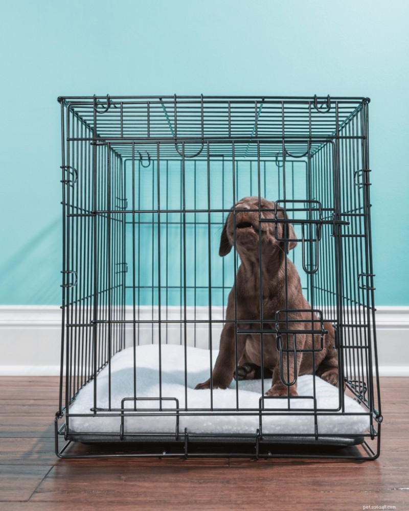 Puppies & Separation Anxiety: What to Know, According to a Pro Trainer