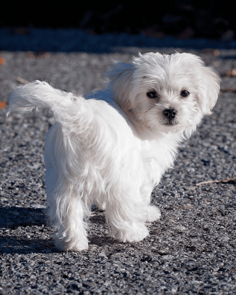 Puppies & Separation Anxiety: What to Know, According to a Pro Trainer