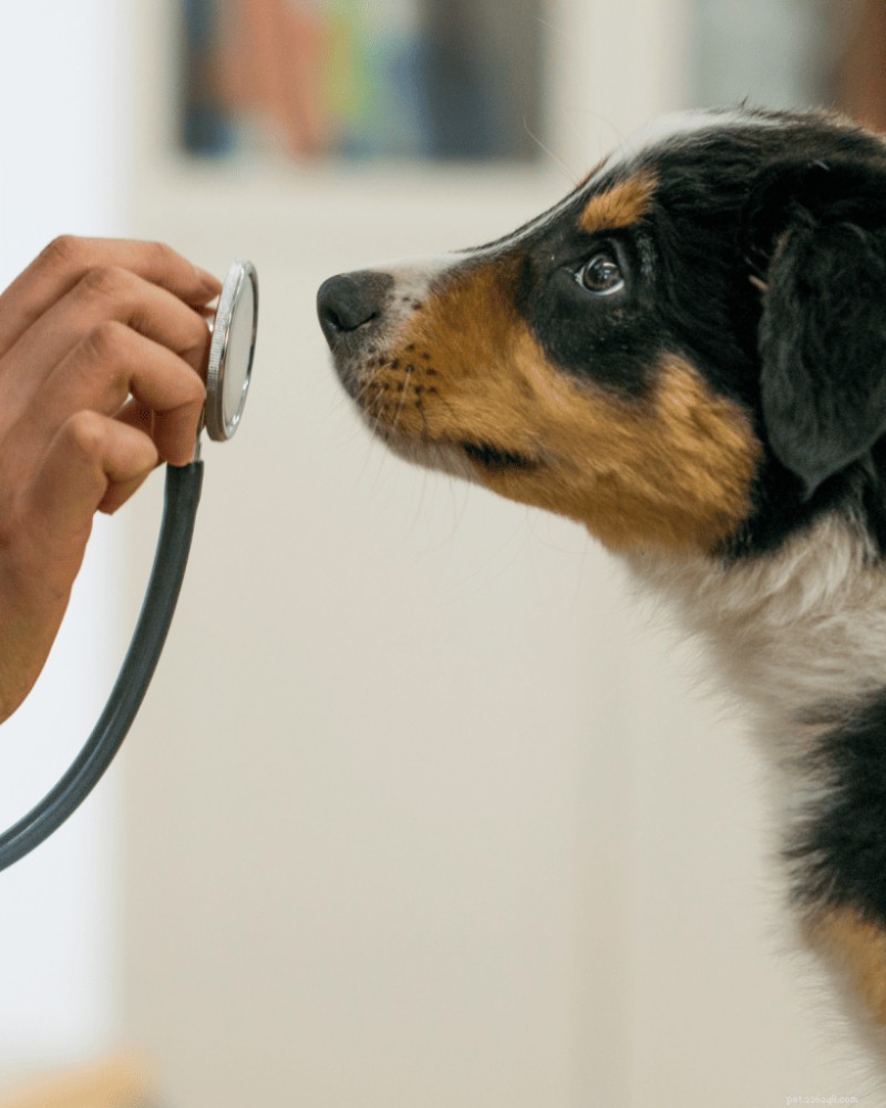 Why the Critical Socialization Period Matters for Your Puppy