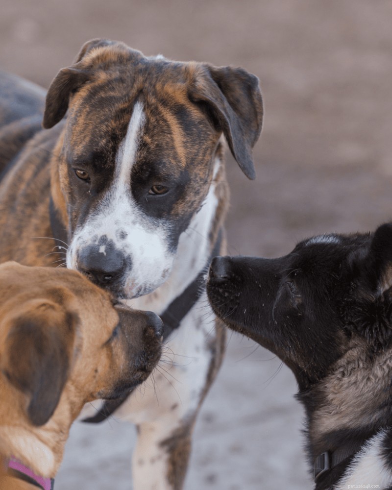 Why the Critical Socialization Period Matters for Your Puppy