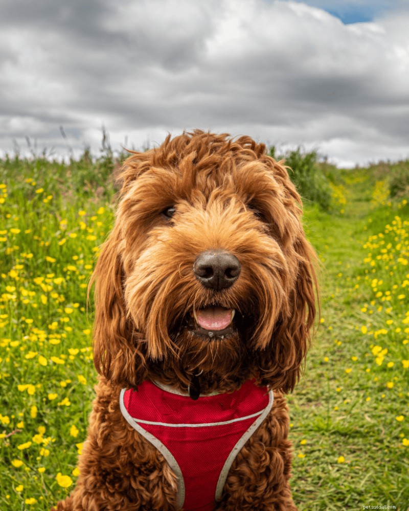 Why the Critical Socialization Period Matters for Your Puppy
