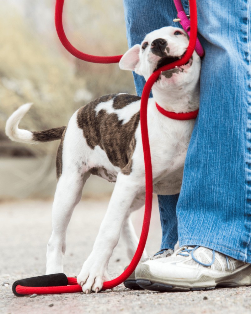 Why the Critical Socialization Period Matters for Your Puppy