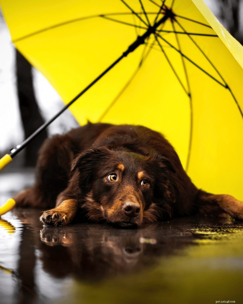 How to Encourage Your Puppy to Pee Outside Even in Rainy Weather