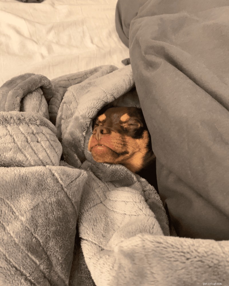 The Ultimate Guide: How Much Sleep Puppies Really Need