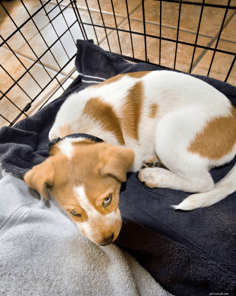 The Ultimate Guide: How Much Sleep Puppies Really Need
