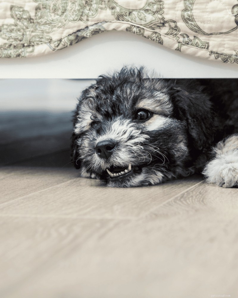 The Ultimate Guide: How Much Sleep Puppies Really Need