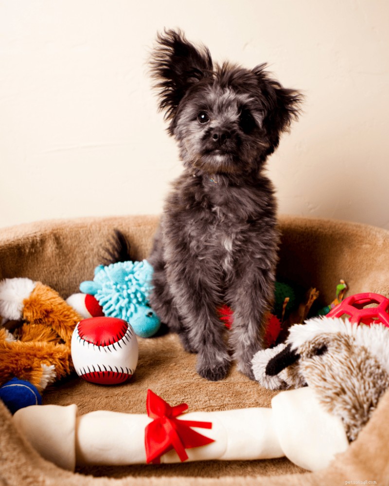 The Ultimate Guide: How Much Sleep Puppies Really Need