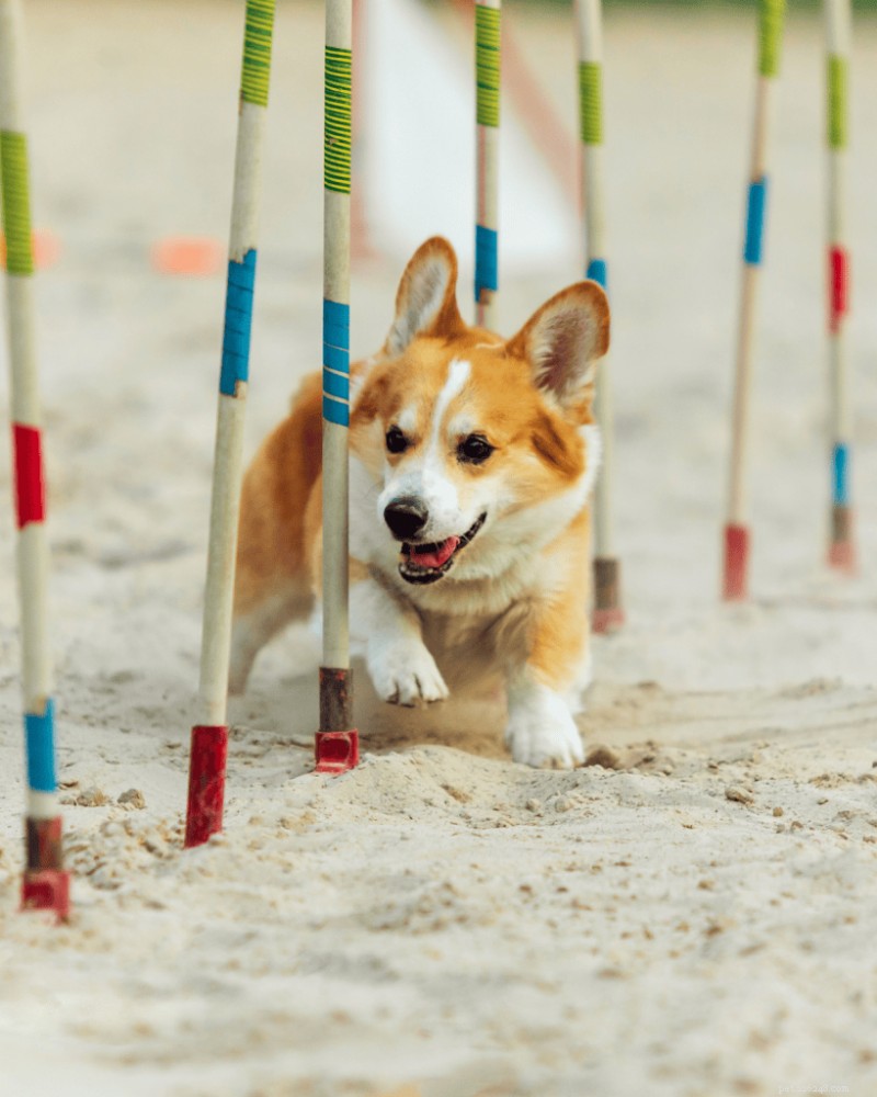 Understanding AKC and Kennel Club Registration: What It Means for Your Purebred Dog