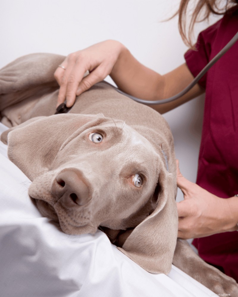 Understanding Puppy Parvo: Causes, Symptoms & Prevention