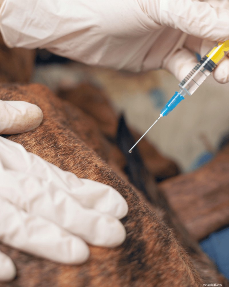 Understanding Puppy Parvo: Causes, Symptoms & Prevention