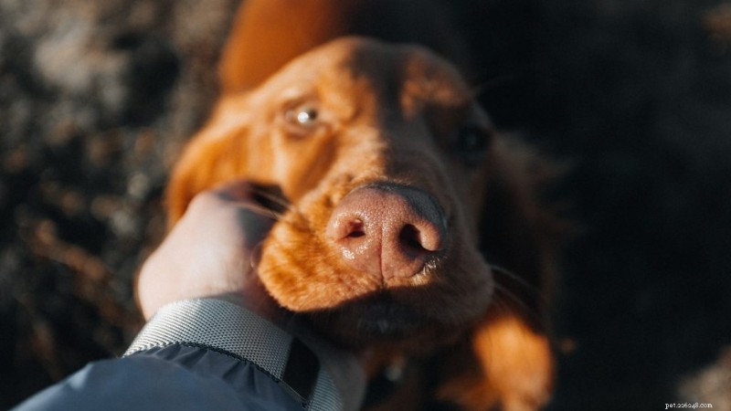 Puppy Not Food-Motivated? Master Positive Reinforcement Without Treats