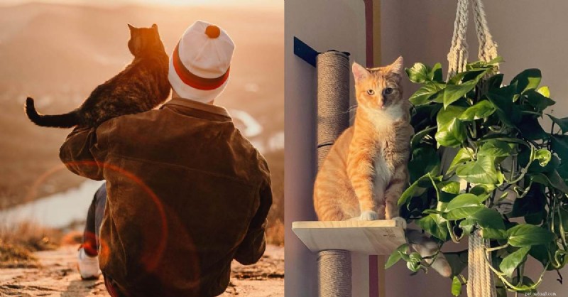 10 Proven Ways to Show Your Cat You Truly Care