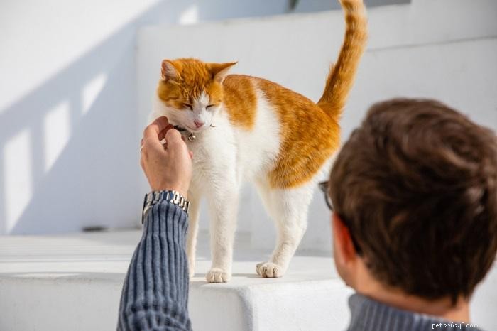 Do Cats Truly Understand Human Language? Expert Insights and Key Findings