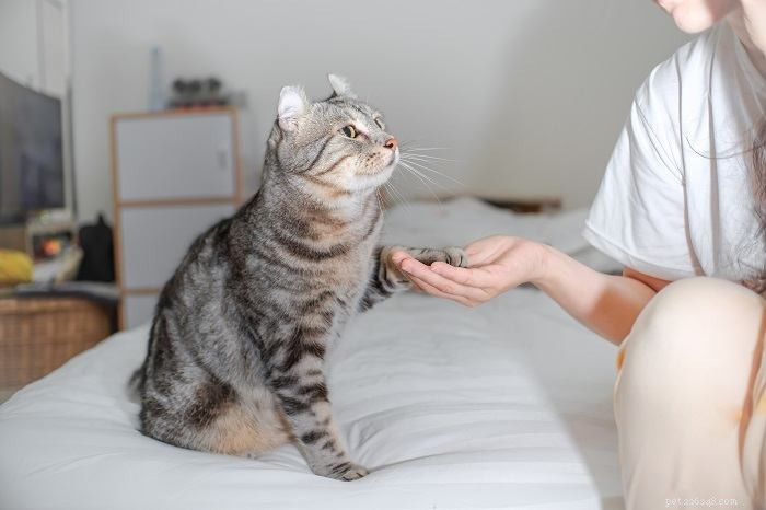 10 Reliable Signs Your Cat Truly Trusts You