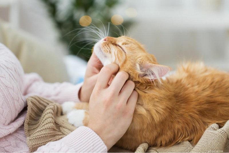 10 Reliable Signs Your Cat Truly Trusts You