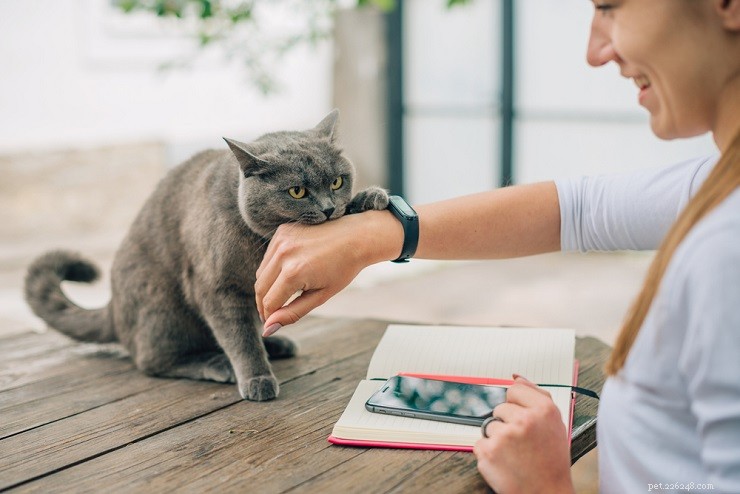 10 Reliable Signs Your Cat Truly Trusts You