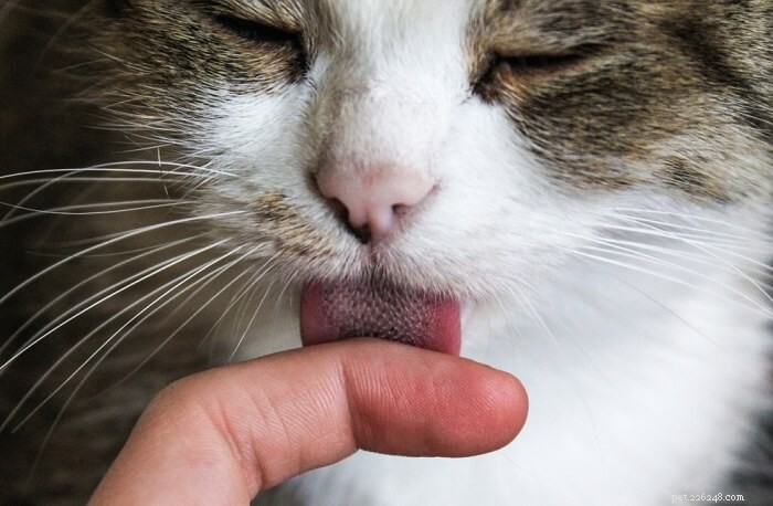 10 Reliable Signs Your Cat Truly Trusts You