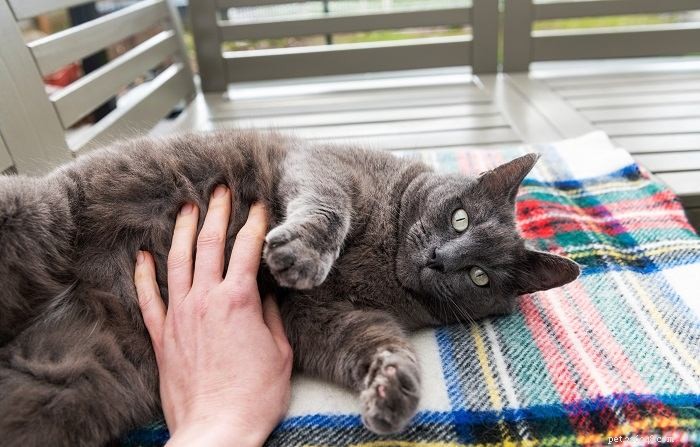 10 Reliable Signs Your Cat Truly Trusts You