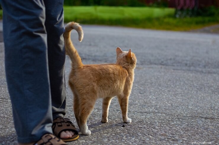 10 Reliable Signs Your Cat Truly Trusts You