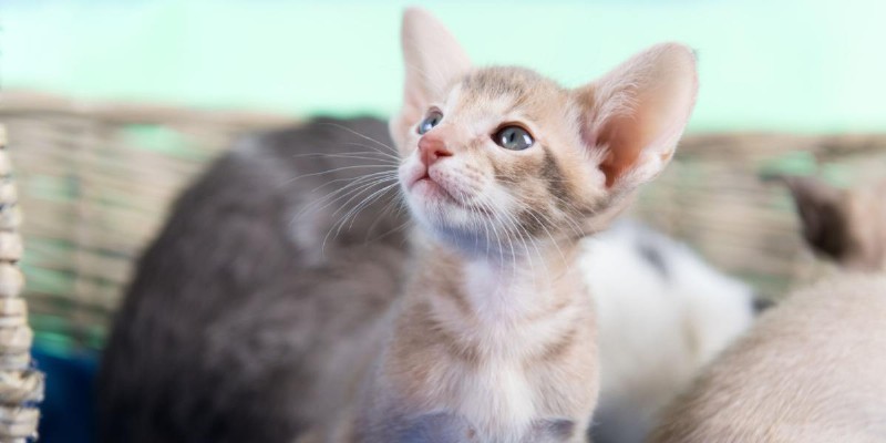 Single Kitten Syndrome: Why One Cat Alone Can Face Challenges