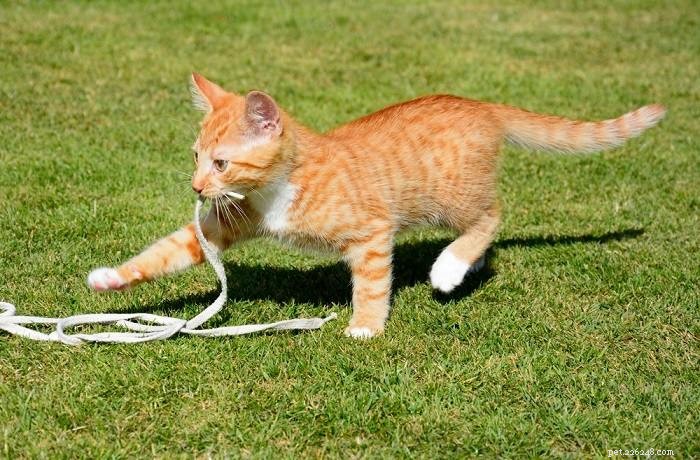 Single Kitten Syndrome: Why One Cat Alone Can Face Challenges
