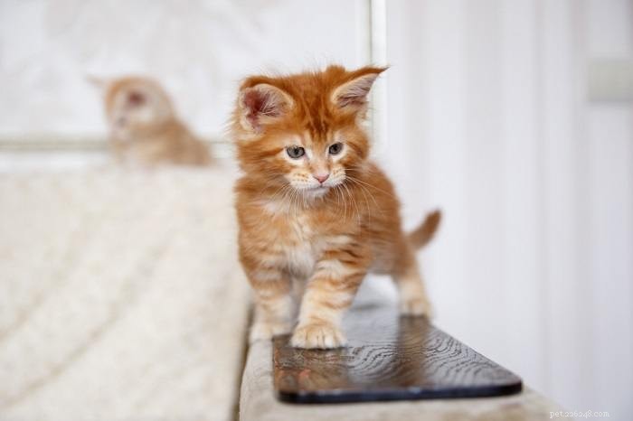 Single Kitten Syndrome: Why One Cat Alone Can Face Challenges