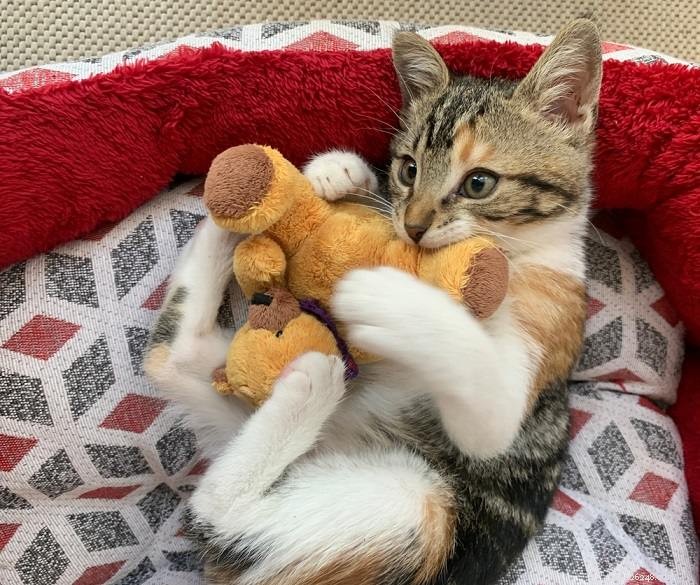 Single Kitten Syndrome: Why One Cat Alone Can Face Challenges