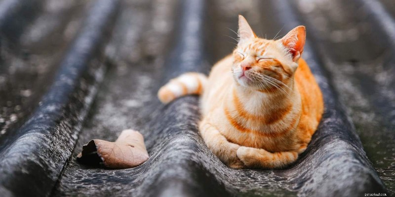 When Is the Temperature Too Low for Your Cat?
